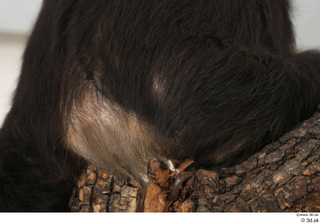 Chimpanzee Bonobo back buttock 0002.jpg